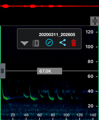 Chalinolobus gouldii