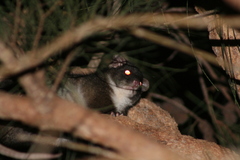 Pseudocheirus occidentalis