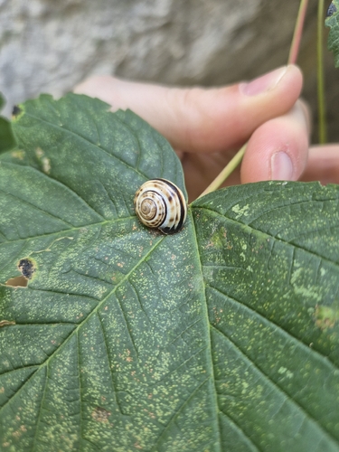 Helix sylvatica, 2026-08-16