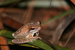 Litoria adelaidensis