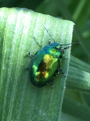Chrysolina herbacea