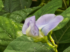 Psophocarpus tetragonolobus