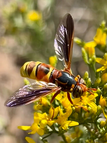 Yellow-tailed Hornet Fly