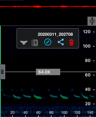 Chalinolobus gouldii
