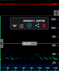 Chalinolobus gouldii