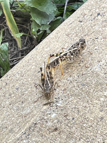 Hippopedon capito