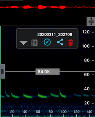 Chalinolobus gouldii