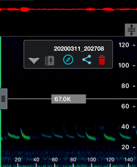Chalinolobus gouldii