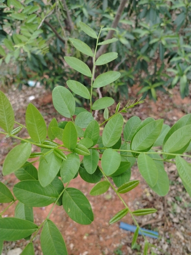 Pterogyne nitens observed 2026-08-18