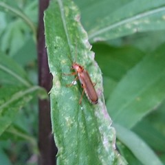 Lycocerus vitellinus