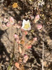 Dudleya blochmaniae