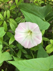 Calystegia hederacea