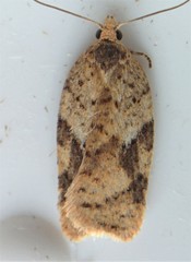 Acleris semiannula