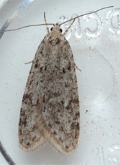 Semioscopis inornata