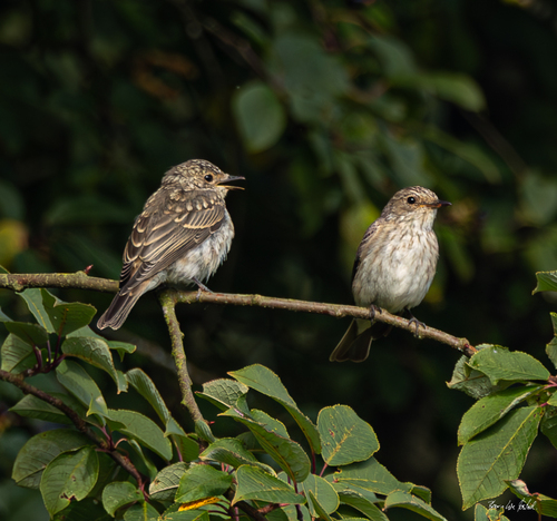 Spotted Flycatcher