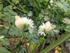 Allium ursinum