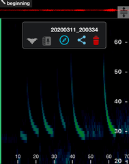 Chalinolobus gouldii
