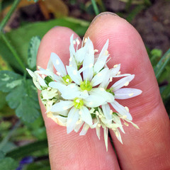 Allium ursinum
