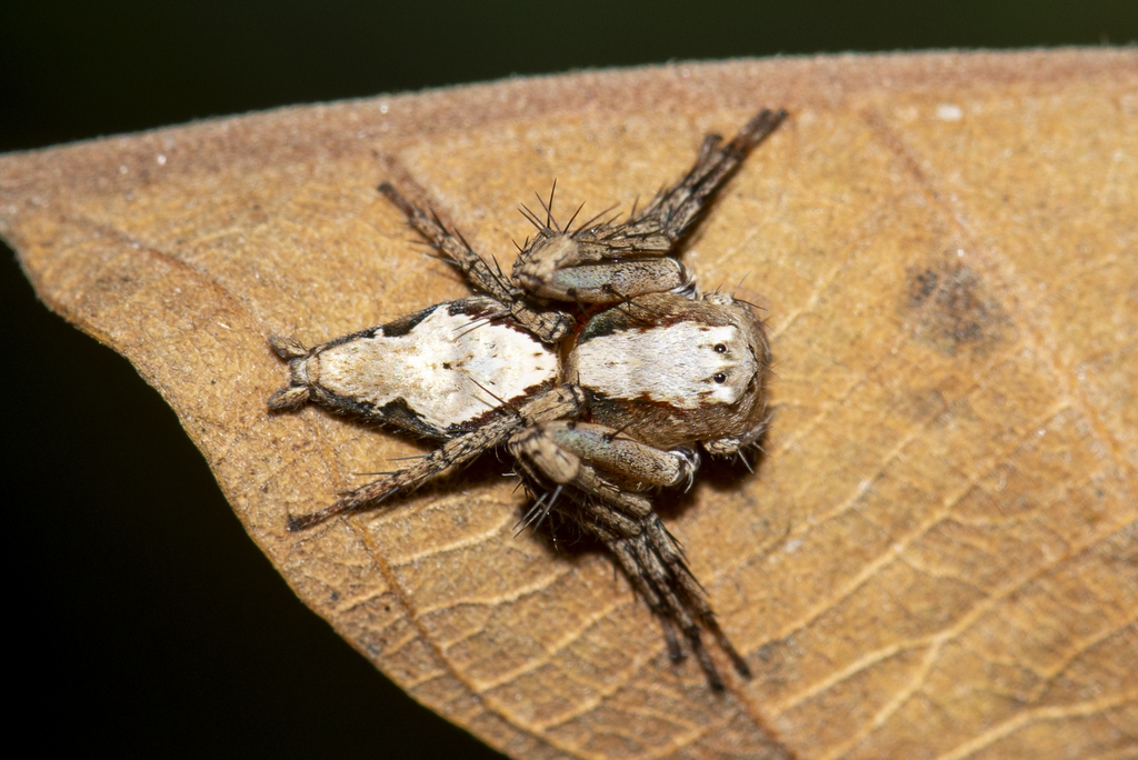 Hamataliwa reticulata