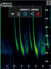 Chalinolobus gouldii