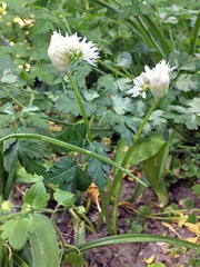 Allium ursinum