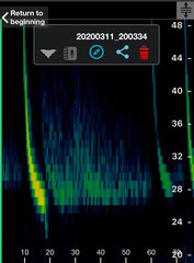Chalinolobus gouldii