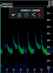 Chalinolobus gouldii