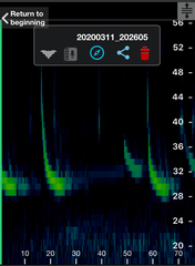 Chalinolobus gouldii