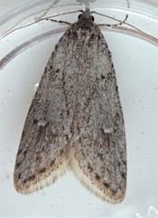 Semioscopis inornata