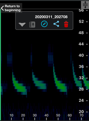 Chalinolobus gouldii