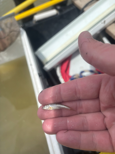 Flathead Chub