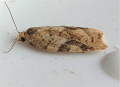 Acleris semiannula
