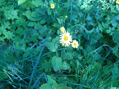 Doronicum pardalianches
