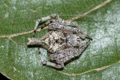 Eriovixia porcula