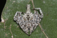 Eriovixia porcula