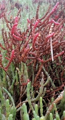 Salicornia meyeriana