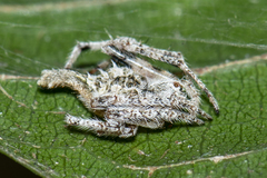 Eriovixia porcula