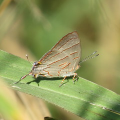 Hemiolaus caeculus caeculus