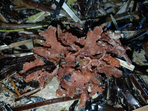 Thuretia quercifolia observed 2026-08-19