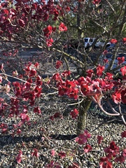Cornus florida rubra