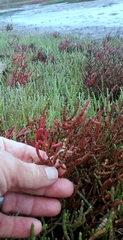 Salicornia meyeriana