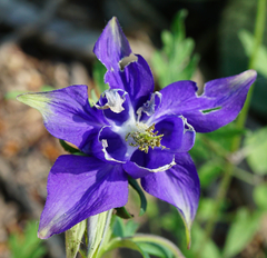 Aquilegia vulgaris