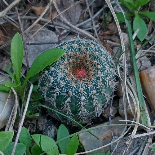 Frailea pygmaea