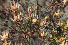 Leucadendron glaberrimum