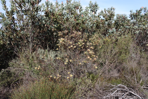 Leucadendron glaberrimum, photograph 1