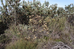 Leucadendron glaberrimum, photograph (c) Tony Rebelo, some rights reserved (CC BY-SA)