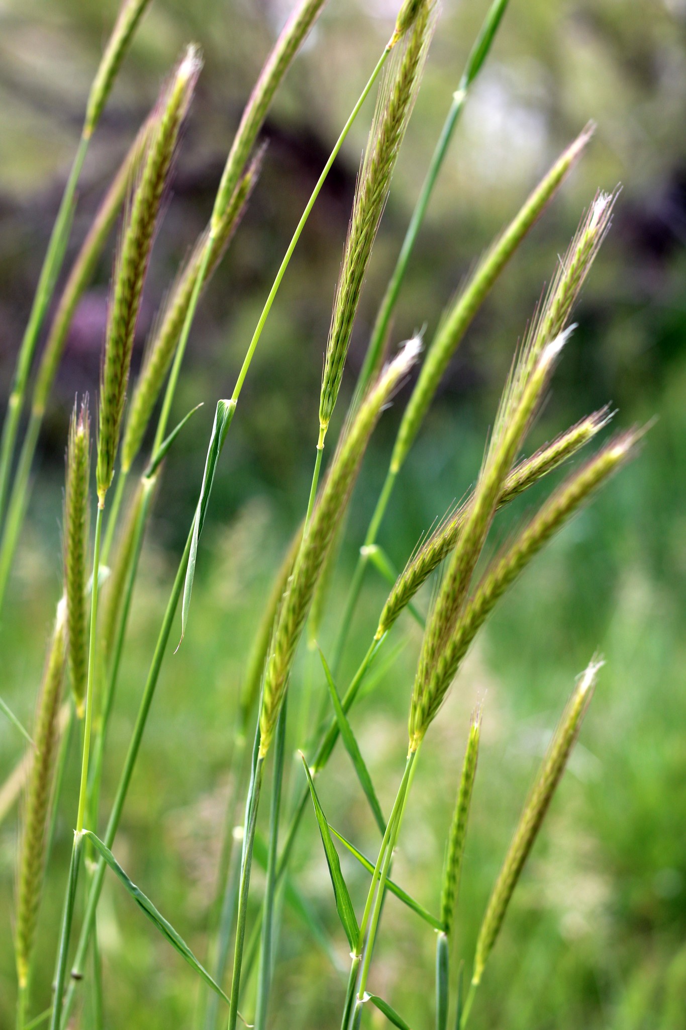 Hordeum