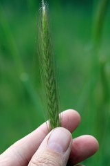 Hordeum bulbosum