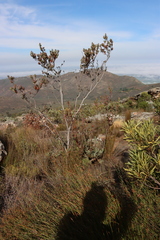 (c) Tony Rebelo, some rights reserved (CC BY-SA) Leucadendron discolor, photograph (c) Tony Rebelo, some rights reserved (CC BY-SA)