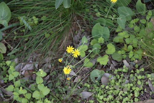 Othonna perfoliata